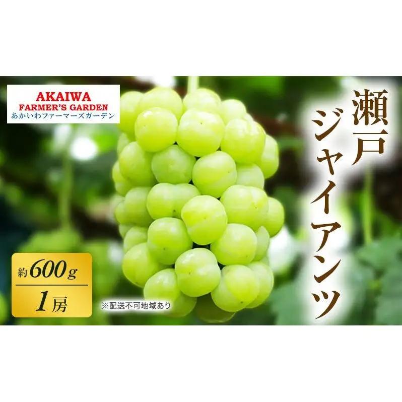 ぶどう 先行予約 瀬戸ジャイアンツ 約600g 1房 葡萄 ぶどう