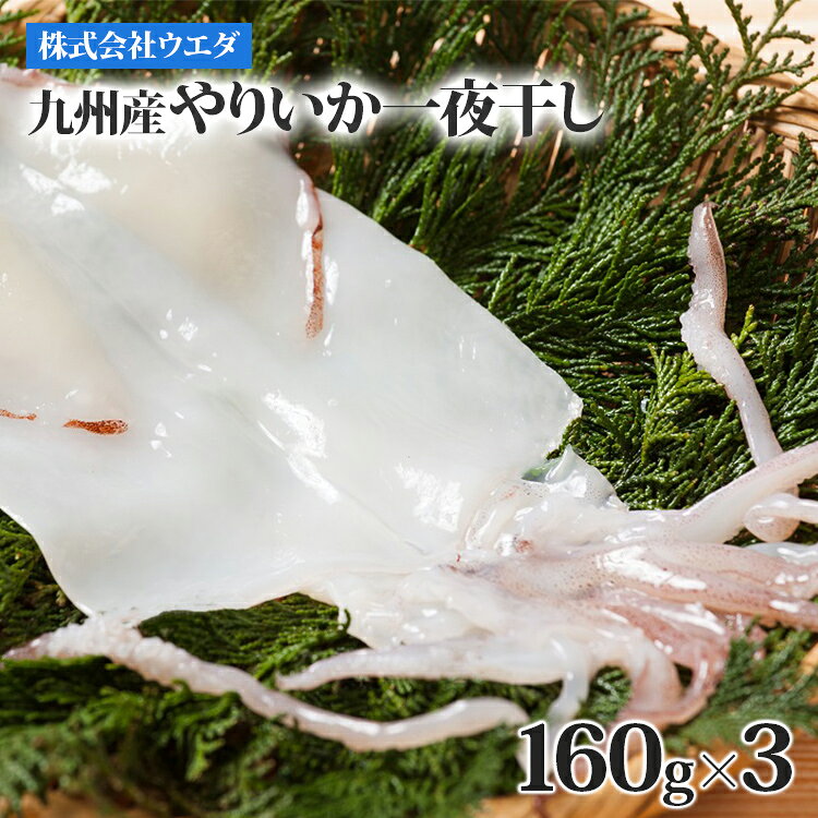 【ふるさと納税】一夜干し 九州産 やりいか一夜干し 160g×3 いか ヤリイカ 干物 ひもの 九州産 国産 塩味 柔らかい 旨味 つまみ おつまみ 酒の肴 晩酌 家飲み 惣菜 おかず 夕食 特産品 名物 逸品 魚介 珍味 海鮮 ※伊豆諸島、小笠原諸島その他一部離島配送不可