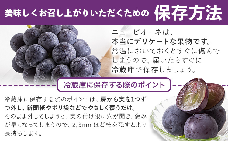 岡山県産 ニューピオーネ 約1.2kg 2房《8月下旬-10月中旬頃出荷》岡山県 笠岡市 葡萄 果物 秀品 スイーツ フルーツ デザート 秋旬