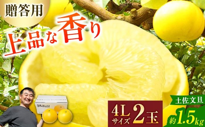 
                  【先行予約】【果樹園直送】土佐文旦 4L 2個入り 1.5kg 大玉〈2027年2月中旬～3月中旬頃発送〉/プレゼント 文旦 特選品贈答用 果物 柑橘 フルーツ ぶんたん ブンタン 文旦 お取り寄せ 産地直送 おいしい 高知県 土佐市 【白木果樹園】 [BQAI003]
                