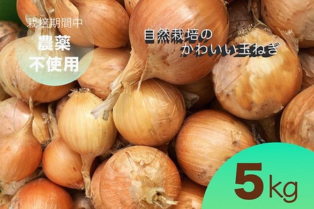 たまねぎ 5kg かわいい玉ねぎ かたもとオーガニックファーム 野菜 京野菜 野菜 旬野菜 厳選野菜