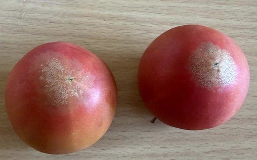 【先行予約】【訳あり】フルーツトマト約1.5kg 訳ありトマト フルーツトマト 訳ありフルーツトマト 北海道産 下川町 北海道下川町 F4G-0359