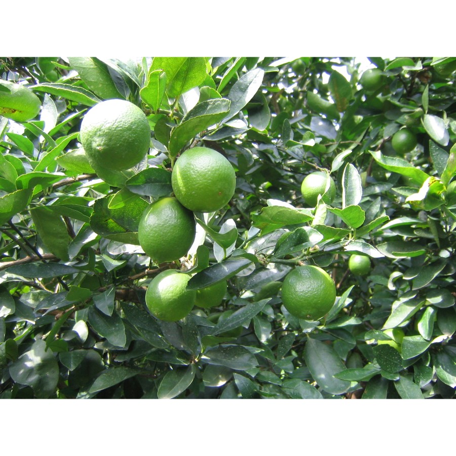愛媛県産　ライム3kg