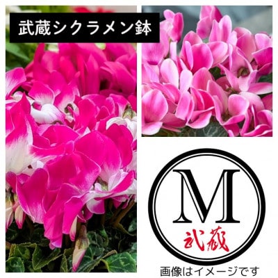武蔵シクラメン18cm　1鉢【配送不可地域：離島・北海道・沖縄】【1625225】