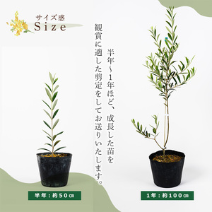 No.1253 ＜数量限定＞オリーブの苗(1本)鹿児島県産 苗 観葉植物 オリーブ 国産 シンボルツリー 庭木 内祝い ギフト 贈答 プレゼント 観賞 苗木【鹿児島オリーブ】