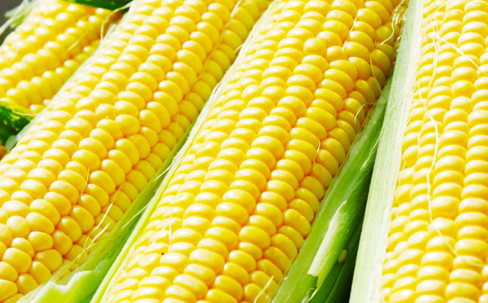 【2026年8月上旬～順次発送】 スイートコーン 恵味ゴールド 10本入 | 北海道産 とうもころし トウモロコシ 野菜 北海道 | JAみねのぶ [BOAG032]
