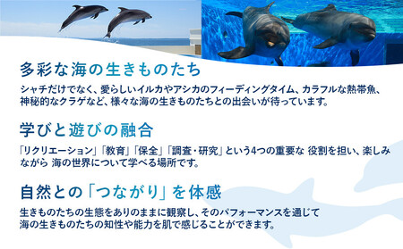 神戸須磨シーワールド入場券　2枚セット（有効期限：2026年3月31日）