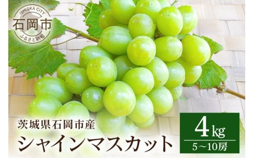 【 2026年 先行予約 】 シャインマスカット 4kg 開田ぶどう園 5房 ～ 10房 ぶどう ブドウ 国産 果物 くだもの 葡萄 フルーツ 4キロ 甘い 糖度 高い 9月 10月 発送 秋 旬 品種 茨城県産 産地直送 産直 農家直送 冷蔵 茨城県 石岡市 (A01-006)