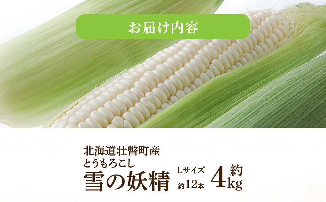 ＜2026年8月下旬よりお届け＞【朝採り】北海道壮瞥産 白いとうもろこし「雪の妖精」Lサイズ12本(約4kg) SBTQ001