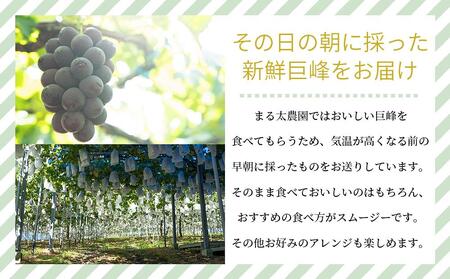 【先行予約】種なし巨峰　約２kg