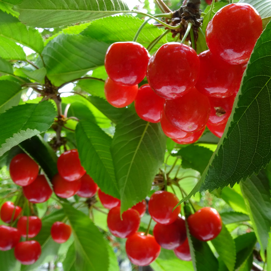 尾花沢産さくらんぼ「紅秀峰」1kg 化粧箱詰め