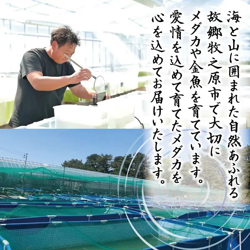【めだか】夜桜ゴールド　オス・メス　ランダム10匹  牧之原市 丸長