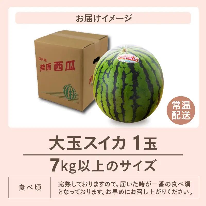 【先行予約】大玉スイカ（7kg以上 1玉入) 皮際まで甘い！シャリ感も抜群！／ あわら 果物 フルーツ すいか 人気 産地直送 ※2027年6月中旬より順次発送 [aw039-a024]