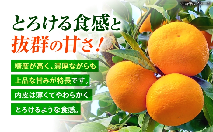 みかん 5kg