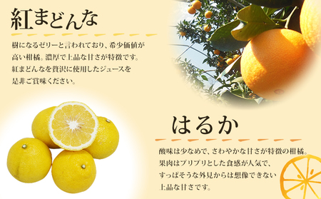 ＜紅まどんなとはるかジュース 720ml×2本セット＞ 果汁100％ ストレートジュース みかん ミカン 果物 くだもの フルーツ 柑橘 紅マドンナ べにまどんな ハルカ 特産品 マルワフルーツ園芸 