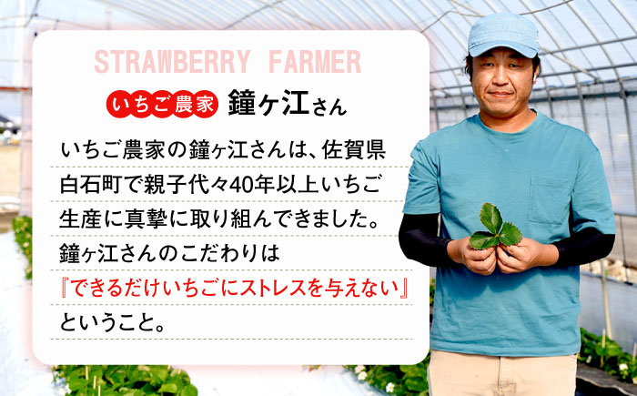 【先行予約】 佐賀県産白いちご 新品種 こころの色 220g×2パック / いちご イチゴ 苺 果物 フルーツ / 佐賀県 / 鐘ヶ江農園 [41ASBK003]