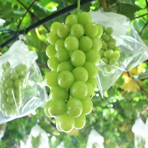 農園直送 朝採り 濃厚 シャインマスカット 約3kg 【先行予約】