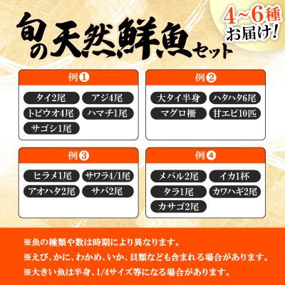 ふるさと納税 小浜市 【のし付き】加福鮮魚「若狭小浜港産地直送」のお任せ天然鮮魚セット! |  | 02