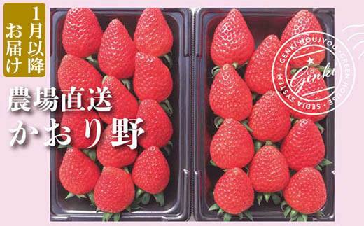 【 予約受付 】 いちご かおり野 約560g （ 約280g × 2P ） 2025年 1月発送 いちご 苺 ストロベリー 産地直送 ご当地 果物 くだもの フルーツ デザート 朝どれ 完熟 食品 冷蔵 げんき農場 埼玉県 羽生市