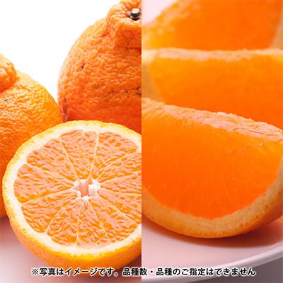 ふるさと納税 和歌山市 【発送月固定定期便】季節の柑橘定期便B【フルーツ定期便】【和歌山県有田】全6回 |  | 02