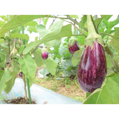 ふるさと納税 養父市 但馬の旬をお届け!採れたて野菜セット(8~9種類) |  | 03