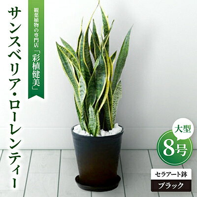 【ふるさと納税】観葉植物 サンスベリア・ローレンティー 8号セラアート鉢 ブラック/ホワイト【配送不可地域：離島・沖縄県】【G1707568】