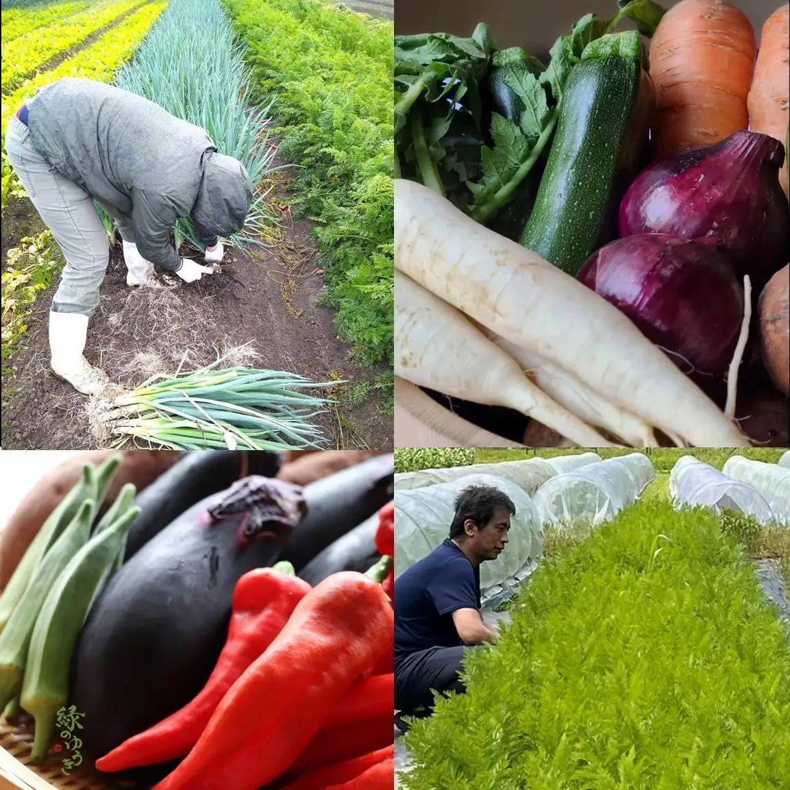 ＜5か月定期便＞2027年発送【緑のゆうき】購入された野菜の売上の1％が、社会貢献に 京都産のこだわり野菜（有機野菜、栽培期間中農薬・化学肥料不使用など）を 美味しいタイミングで収穫したセット	