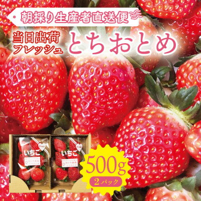 【ふるさと納税】【宮城県産とちおとめ 500g】フレッシュ朝摘みいちご 約250g×2パック 置き並べ【配送不可地域：離島】【1548028】