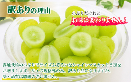 【先行予約】【訳あり】シャインマスカット 約250g×2房 【2025年8月中旬以降順次発送予定】[A-3229]