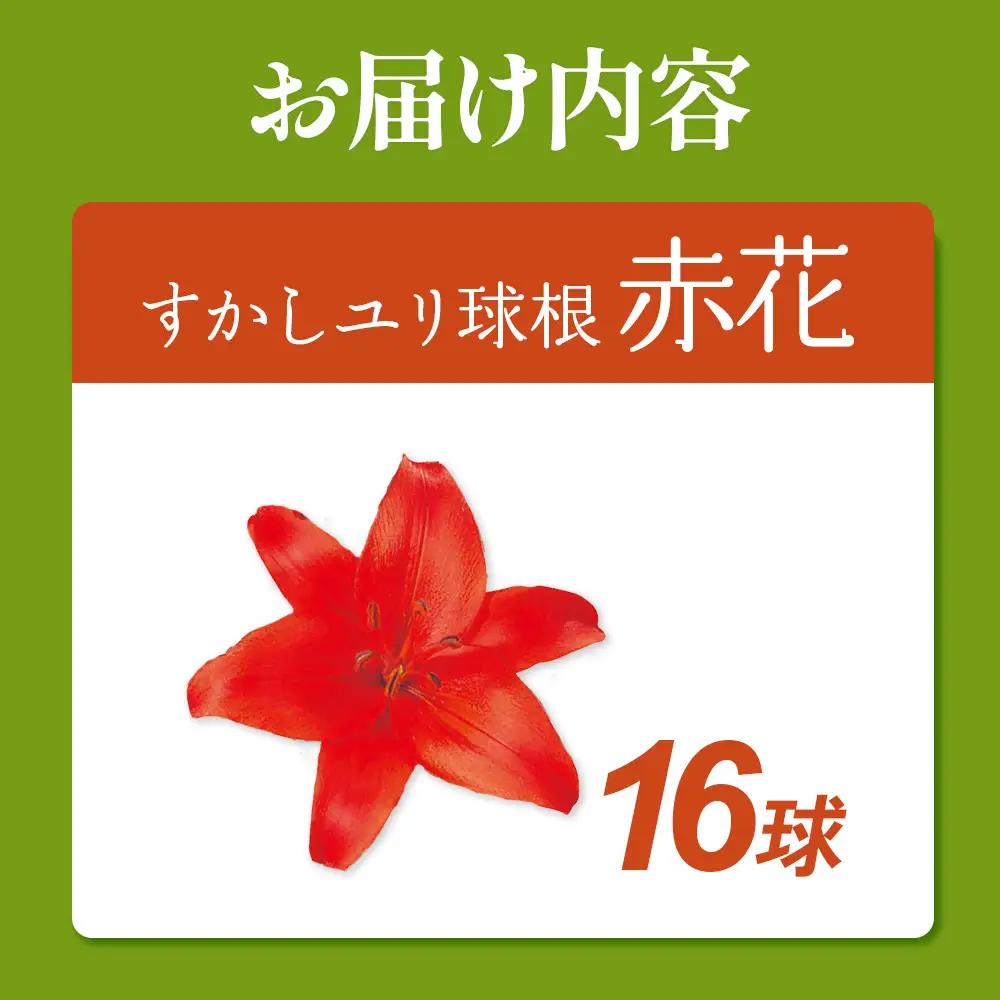 【期間限定】ユリ球根 すかしユリ 赤花16球 赤花品種 花 フラワー 園芸 ガーデニング 植物 高品質 送料無料