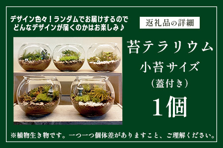 B-892　苔テラリウム　手入れ簡単 癒やしのインテリア 卓上サイズ 誕生日 プレゼント雑貨 敬老の日 贈り物 観葉植物 初心者 鹿島市産 / mossty [B-892]