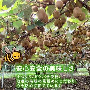 【先行予約】【12月上旬~順次発送】キウイ フルーツ 無農薬 グリーンキウイ 腸活 健康 甘い 手でむける キウイフルーツ みつばちキウイ 中玉 2kg 栽培期間中農薬・化学肥料不使用 デザート 果物