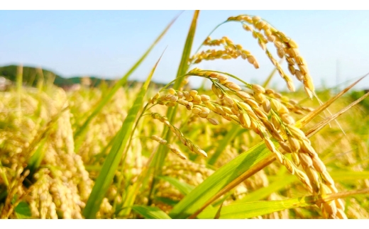 【 栽培期間中農薬不使用 】 こしひかり 玄米 5kg 茨城県共通返礼品 ・ 行方市産 お米 米 ご飯 おにぎり 和食 ブランド米 国産 茨城県産