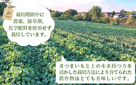 No.518 【箱入り】坂東市産　生さつまいも　紅はるか5kg（泥付きS、M、L混載）