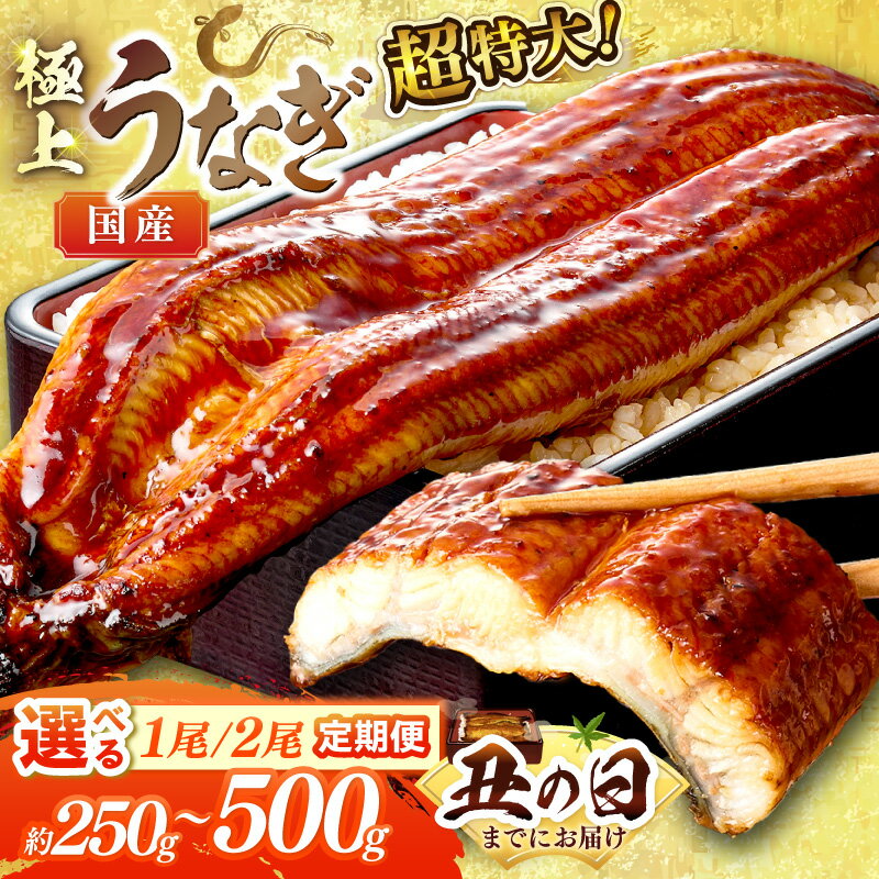 【ふるさと納税】超特大・国産高評価★5.0 極上！国産うなぎ蒲焼 250g～500g 1尾 2尾 定期便 3回 毎月 隔月 選べる 内容量 お届け回数 ふるさと納税 鰻 九州産 国産 ウナギ 有頭 蒲焼き うな丼 うな重 うなぎ 国産