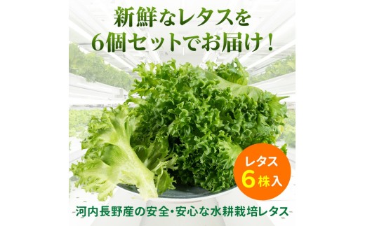 水耕栽培で実現した栄養たっぷりの葉 みずみずしく育った葉は味も栄養も抜群です！