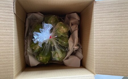 ≪2026年先行予約≫【お天道農園】山形県産 とうもろこし ホワイトコーン ピュアホワイト 2.7kg（7～9本） 2026年7月下旬から順次発送 F2Y-6973