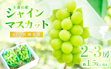 シャインマスカット  2～3房 ( 約1.5kg ) 贈答用