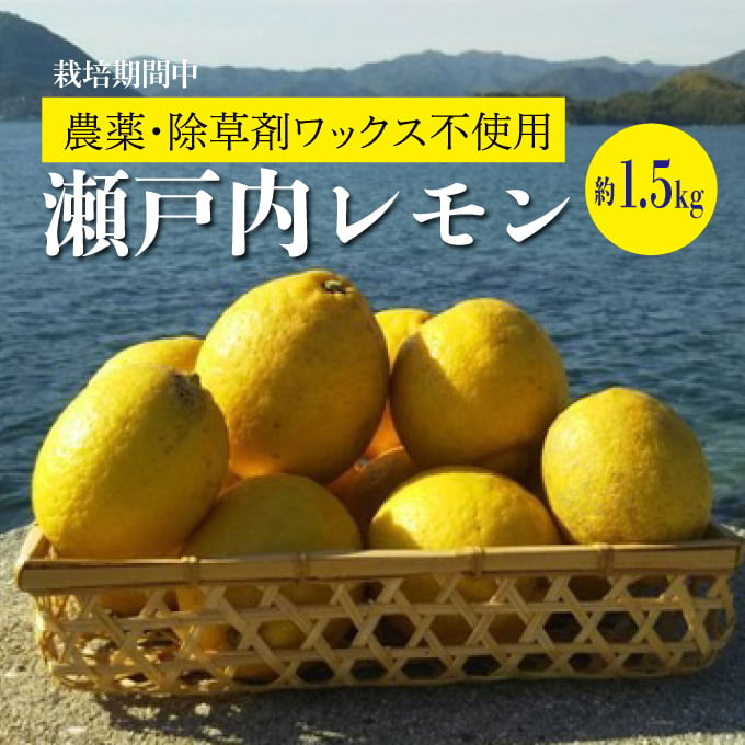 
【先行予約】レモン 約1.5kg 【2025年4月以降発送】≪ 白須ファーム ≫ 栽培中 農薬・除草剤不使用 果汁たっぷりレモン広島 三原 佐木島 鷺島みかんじま 017007
