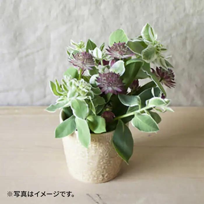 【波佐見焼】PATTERNED CUP ペア2色セット ecru + greige　【BIRDS’ WORDS】[CF072]