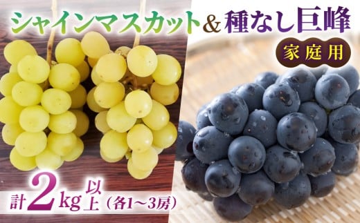 【先行受付2026年発送】家庭用シャインマスカット＆種なし巨峰　合計2kg以上（各1～3房）｜さとのみ果樹園 ※2026年9月中旬以降上旬順次発送