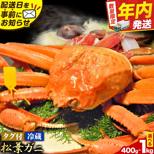 【ふるさと納税】＼12/23決済完了分まで年内配送／カニ 松葉ガニ タグ付き 贈答用 選べる 400g~1kg (1〜2杯入り) 《2025年11月中旬-2026年3月中旬出荷》鳥取県 八頭町 送料無料 蟹 かに 海鮮 松葉ガニ 贈答 タグ付 冷蔵