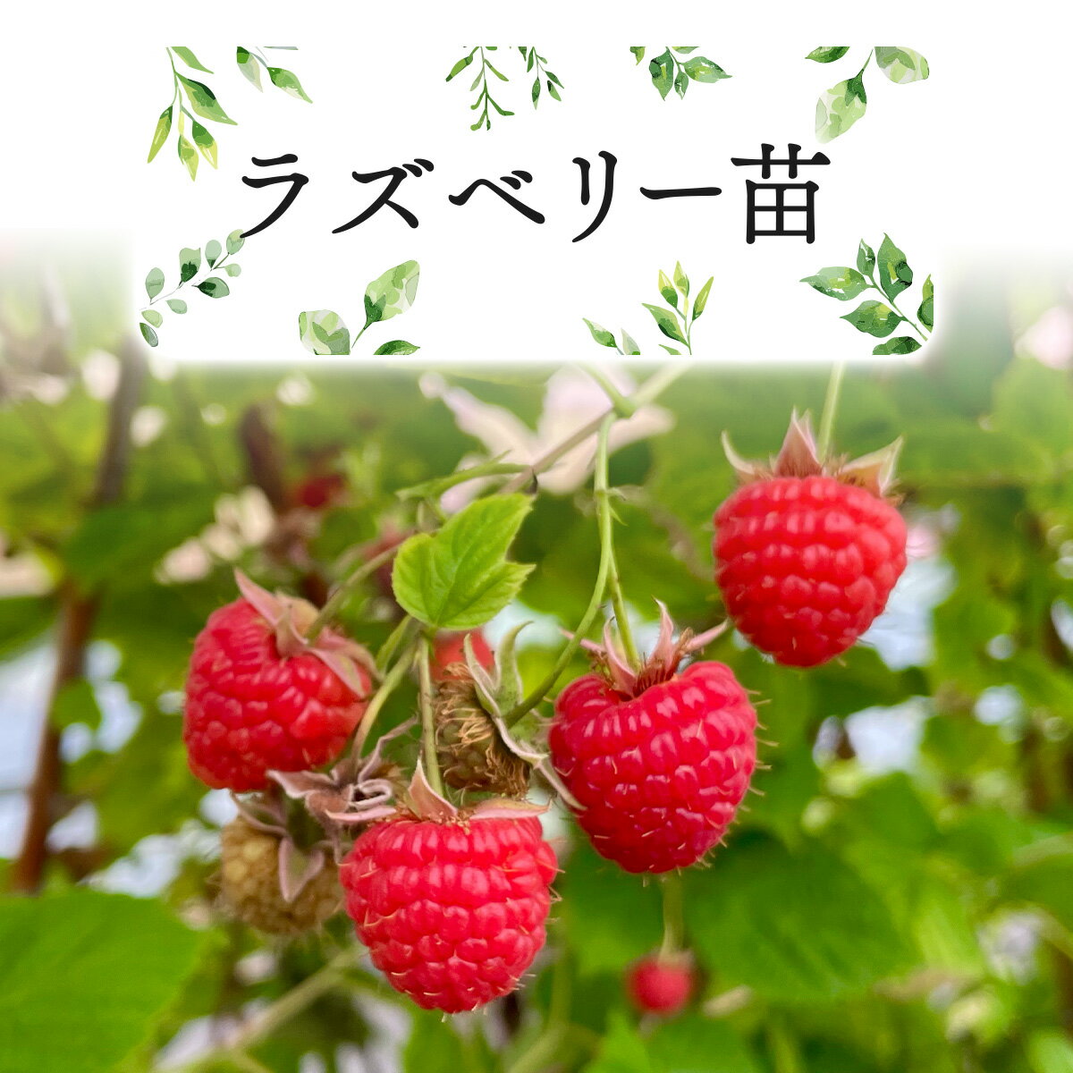 【ふるさと納税】ラズベリー苗【ラズベリー苗 苗木 栽培 育て方 植え方 マニュアル 説明書付 ラズベリー 東北 秋田県 大館市】【150P7803】