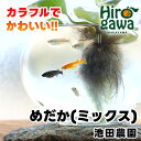 【ふるさと納税】 メダカ ミックス 稚魚 【 めだか 未選別 セット 】 ※北海道・沖縄・離島への配送不可 / めだか 生体 改良 MIX おまかせ ランダム 観賞魚 淡水魚 アクアリウム ビオトープ 夏休み 自由研究 水槽 鉢 卵 エサ 餌 水草 //pet