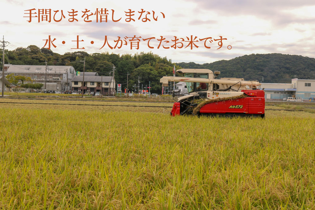 令和7年度 もち米 玄米 10キロ 数量限定 減農薬栽培 餅米 もちごめ 白米 低化学肥料 高知県 南国市