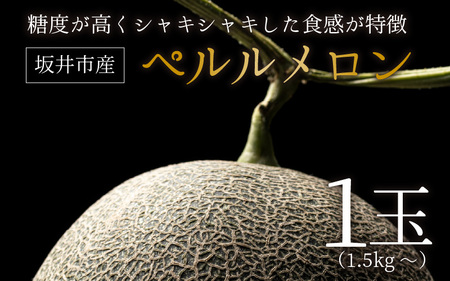 【先行予約】糖度が高くシャキシャキした食感「ペルルメロン」 1玉 坂井市産 果物 【2026年6月下旬以降順次発送予定】 [A-3220]