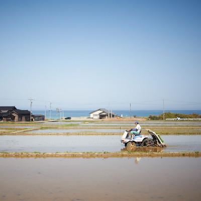 ふるさと納税 七尾市 能登島のふるさと米　コシヒカリ5kg　精米 |  | 03