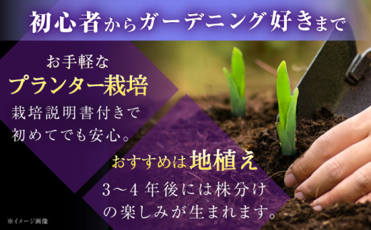 花 【4月〜11月発送】花しょうぶ（ジャパン アイリス）の苗 おまかせ6株 花 しょうぶ 菖蒲 アイリス 苗 植木 ガーデニング 庭園 植物 贈り物 ギフト 贈答品 お取り寄せ 観光 自然 園芸 お花