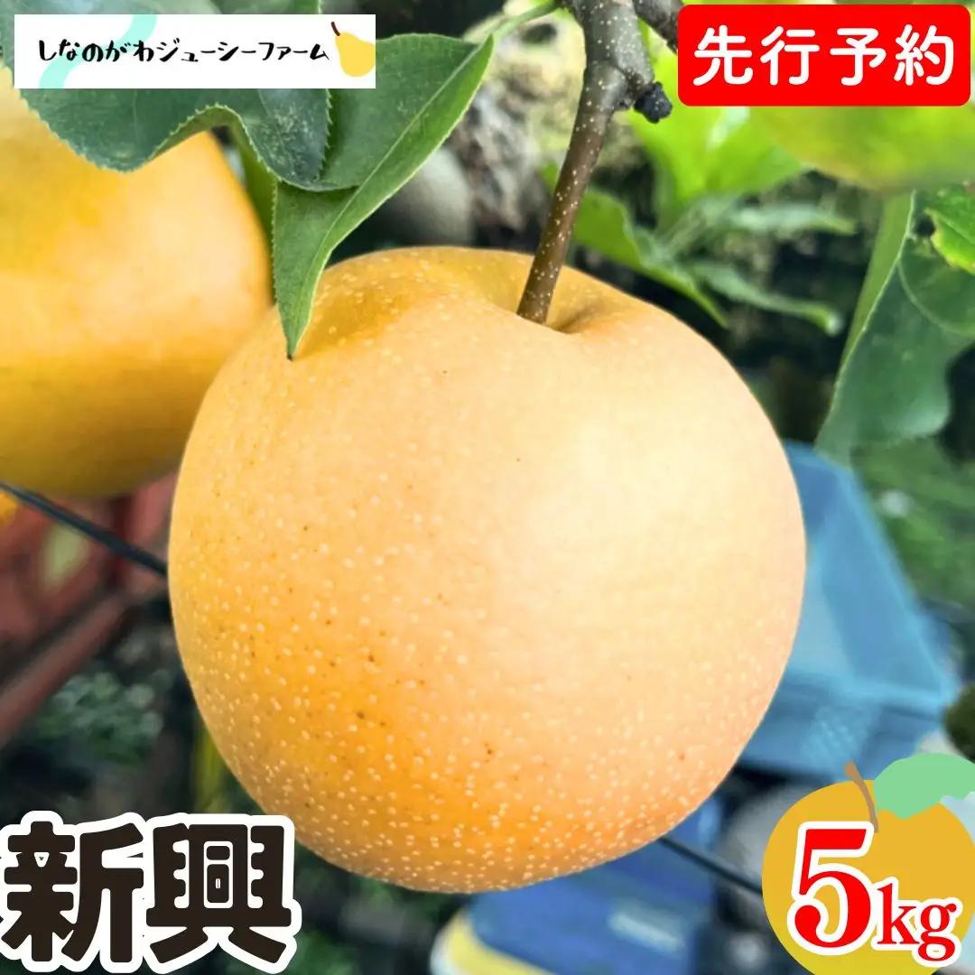 先行予約 和梨 新興 約5kg 令和8年 新潟県 三条市産 しなのがわジューシーファーム