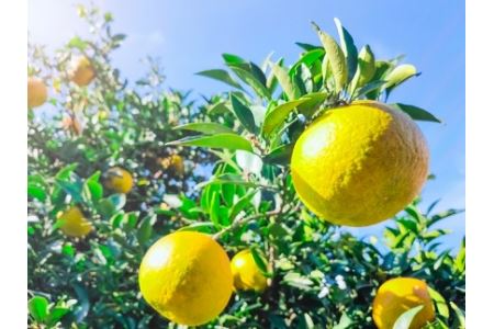 【期間限定】おはら果樹園果実詰め合わせ 約5kg | フルーツ 果物 くだもの 果実 柑橘 柑橘類 セット 詰め合わせ ( みかん ポンカン はるみ 不知火 等) おはら果樹園 国産 産地直送 大分県